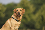 blonde Labrador Retriever