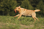 blonde Labrador Retriever