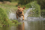 blonde Labrador Retriever