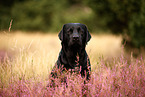 black Labrador Retriever