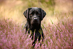 black Labrador Retriever