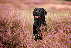 black Labrador Retriever