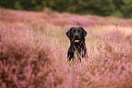 black Labrador Retriever