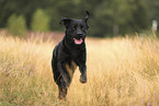 black Labrador Retriever