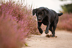 black Labrador Retriever
