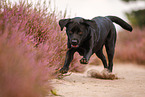 black Labrador Retriever