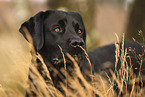 black Labrador Retriever