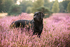 black Labrador Retriever