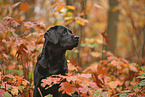 black Labrador Retriever