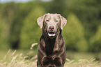 silver Labrador Retriever