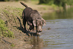 silver Labrador Retriever
