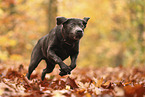 silver Labrador Retriever