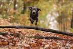 silver Labrador Retriever