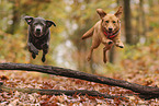 silver Labrador Retriever
