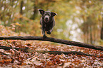 silver Labrador Retriever