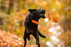 black Labrador Retriever
