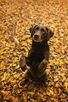 Labrador Retriever