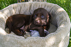 Labrador Retriever puppy