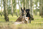 Labrador Retriever