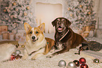 Welsh Corgi Pembroke and Labrador Retriever