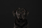 black Labrador