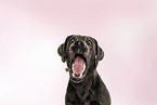 Labrador