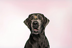 Labrador