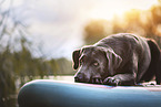 Labrador