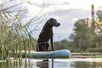 Labrador