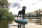 Labrador