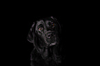 Labrador