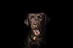 Labrador