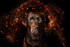 Labrador