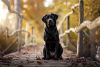 Labrador