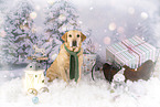Labrador