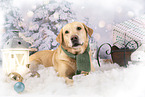 Labrador