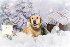 Labrador