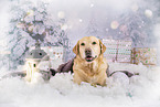 Labrador