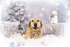 Labrador