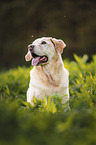 Labrador Retriever