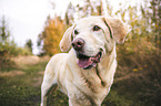 Labrador Retriever