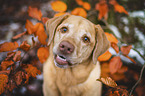 Labrador Retriever