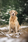 Labrador Retriever