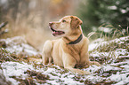 Labrador Retriever