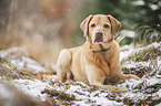 Labrador Retriever