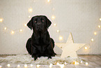 Labrador Retriever in christmas decoration