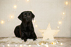 Labrador Retriever in christmas decoration