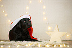 Labrador Retriever in christmas decoration