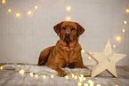 Labrador Retriever in christmas decoration