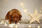 Labrador Retriever in christmas decoration